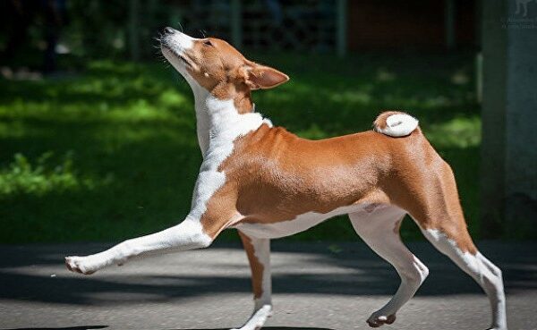 Dressed-up dog in a bus conquers the web