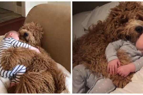 The parents had left the child alone with the dog, but when they returned they saw the unexpected