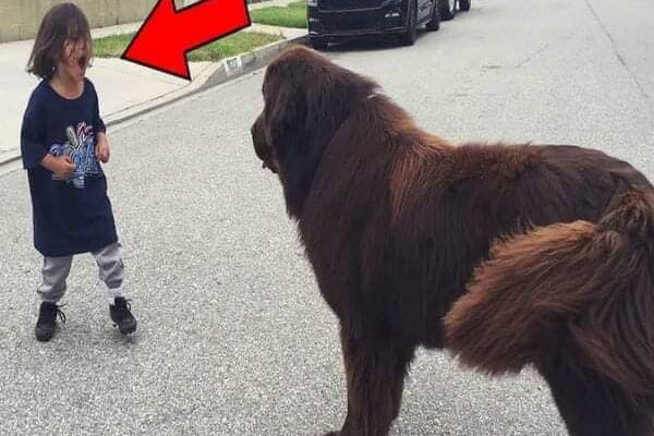 Boy Meets Dog In The Street – No One Expected What Happened Next
