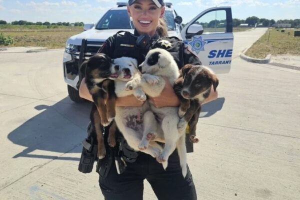 Eight puppies rescued after being abandoned in crate on 100-degree day