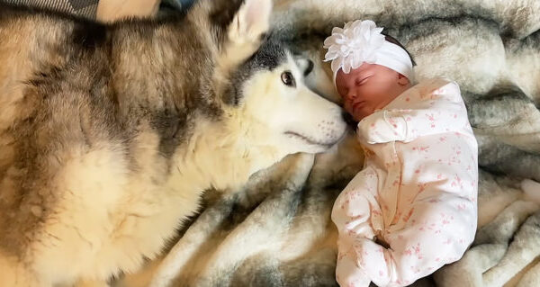 Affectionate Husky Craves Cuddles with Owner’s Newborn Baby