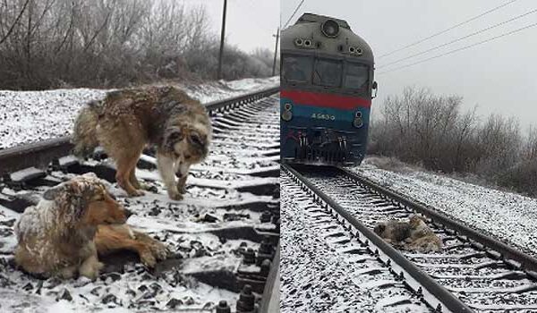 Loyal Dog Stayed by Hurt Companion on Railroad Tracks for Two Days Until Help Arrived