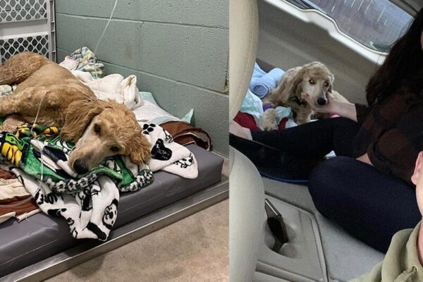 Selfless Couple Spends Wedding Savings to Rescue Injured Dog After Hit-and Run