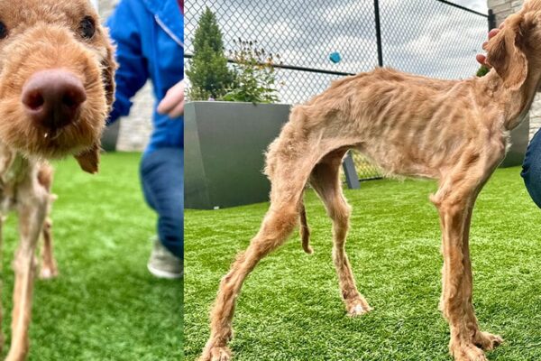 Neglected dog arrived at shelter nearly starved to death — now he’s living his best life