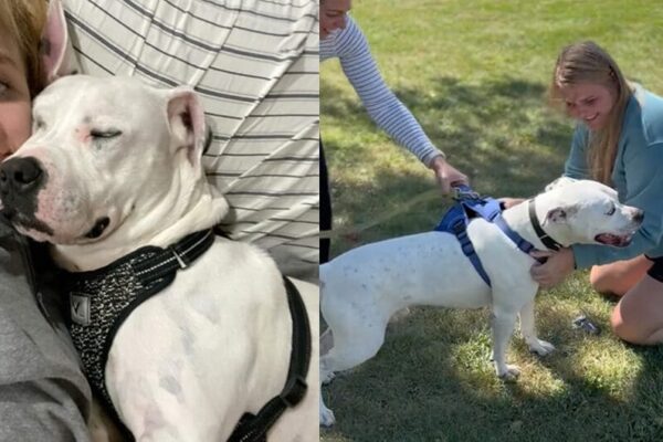 Woman sees favorite foster dog from 4 years ago on adoption sight — fate brings them back together