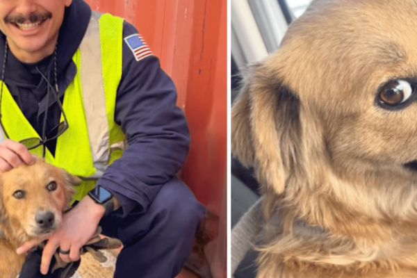 Connie, pregnant dog who was rescued from shipping container, dies after rare illness — rest in peace