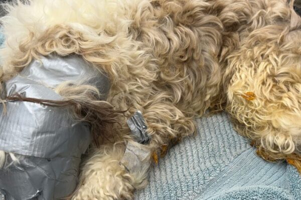 Dog found in dumpster wrapped up in duct tape: “I have never seen anything like it”