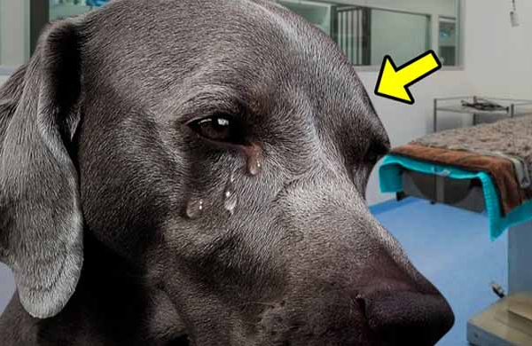 This Dog Cried When Vet Said He Had Only 1 Hour to Live. Then the Unthinkable Happened