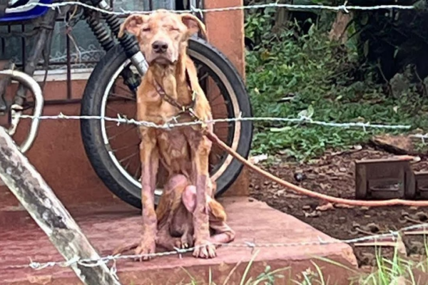 Skinny Dog Imprisoned For 4 Years, Sitting In One Place And Longing For One Day To Be Free