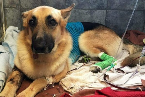 The heroic dog sprang into action to protect the girl from a dangerous snake, but unfortunately, he sustained injuries in the process.