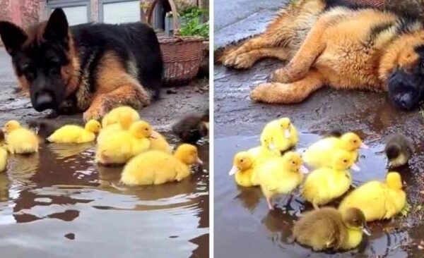 The kind German Shepherd likes the opportunity to watch after the little animals…