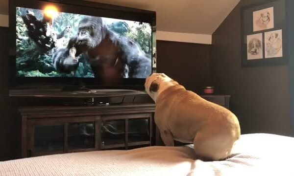 The bulldog’s protective reaction to King Kong is adorable (Video)