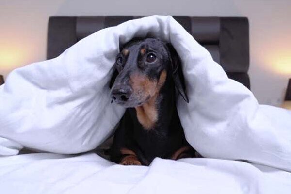 Why Do Women Sleep Better With a Dog Than a Human?