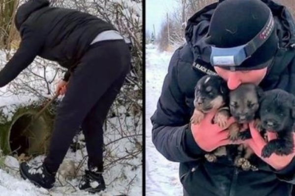 This Man Spends Entire Day In The Snowstorm to Save Dying Puppies