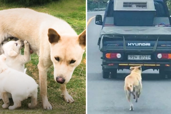 Mother dog captures the hearts of 26 million people by chasing after a truck with her rescued puppies, showcasing unconditional maternal love and unwavering determination.