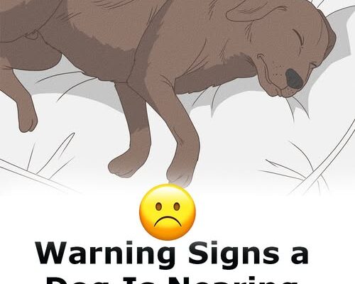 11 signs your dog is nearing the end