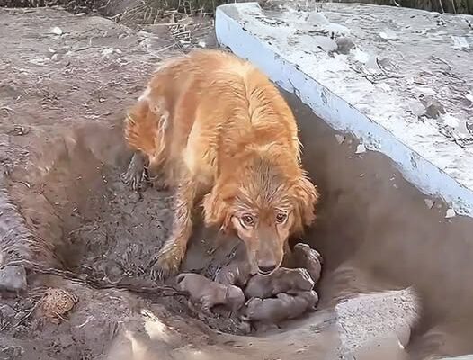 A Chained Mother Dog Gave Birth In A Mud Pit, The Puppies Were Covered In Mud And Rolling Around