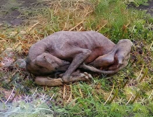 Life On The Street Had Made Him Cold, Lifeless, Hairless And In Excruciating P.ain