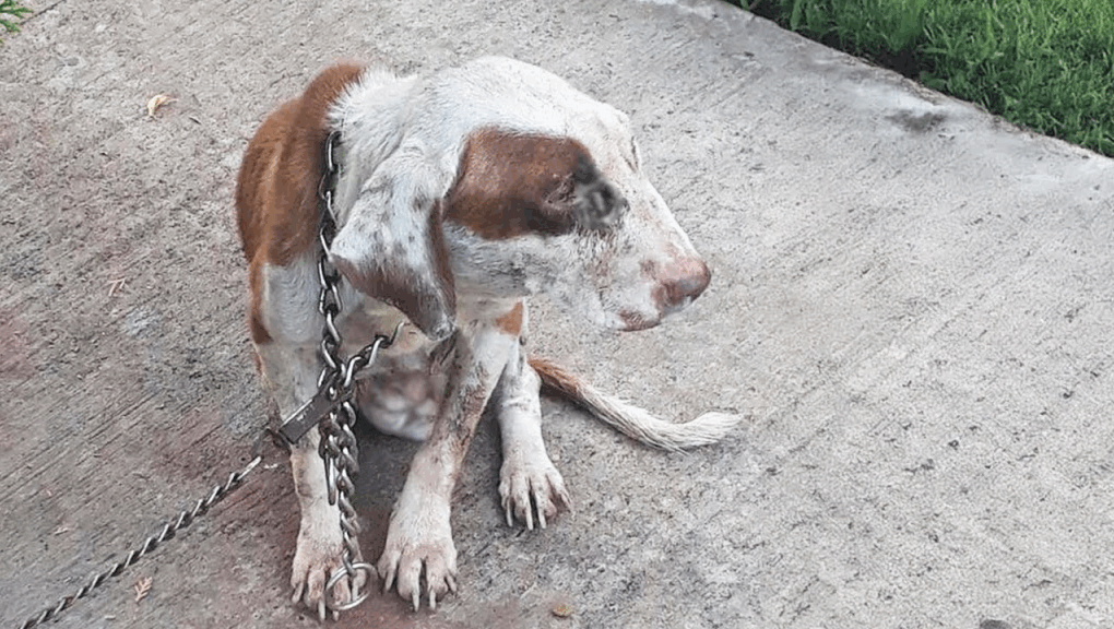 The owner took her puppies away and chained her, the mama dog begged with ulcers