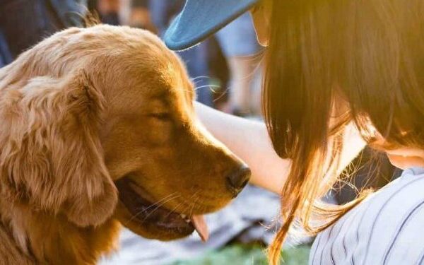 10 Signs That Your Dog Doesn’t Trust You!