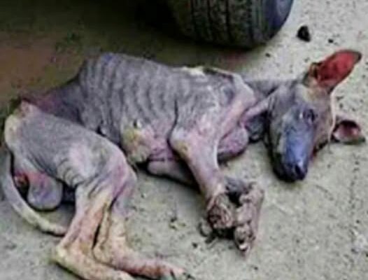 Thought She Was Dead: Woman Prepares to Bury Dog, Then the Unexpected Happens