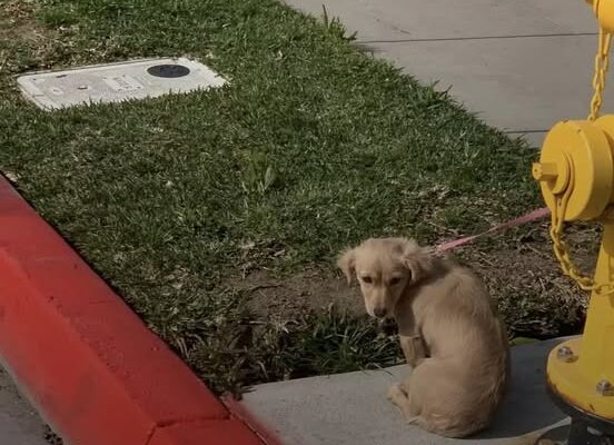 Puppy Left Tied To Fire Hydrant Was Too Sad To Even Lift Her Head