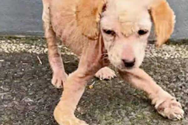 Sickly Puppy Crawled To Woman With Deformed Legs Desperate For Relief