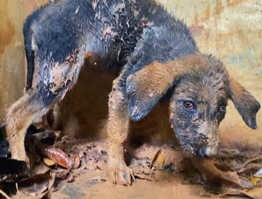 From Rescue to Resilience: How a Puppy’s Transformation Inspired a Community