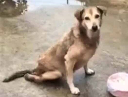 Paralyzed Stray Dog’s Miraculous Rescue Highlights Hope and Compassion