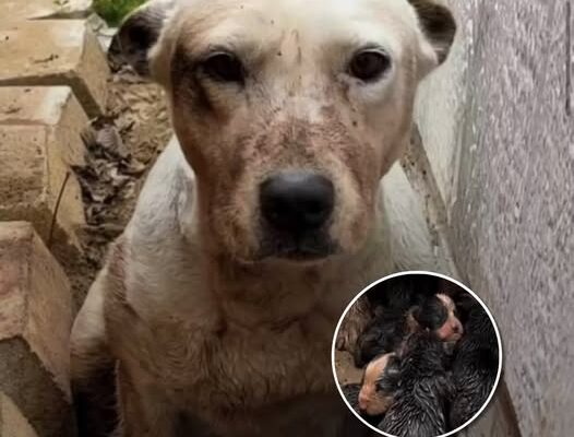 Dog Waits Hours In The Mud For Someone To Find The Tiny Surprise At Her Feet