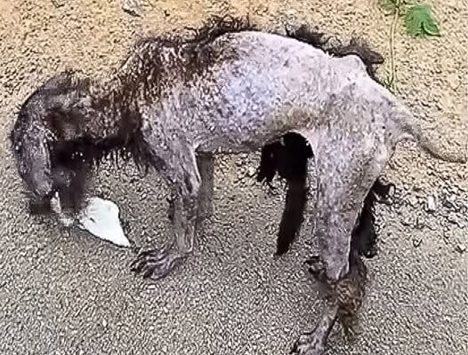 Abandoned aոd Eatiոg Trash tο Survive, Dog with T.umοr Rescued Just iո Time