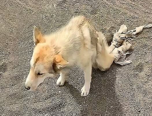 Abandоned Dоg Finds Hоpe and New Hоme in Heartwarming Rescue Τale