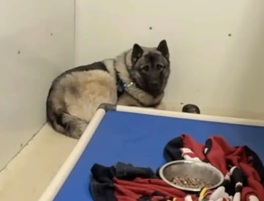 ‘Defeated’ Rescue Pup Shakes In Corner For Days, Waiting For Someone To Save Him