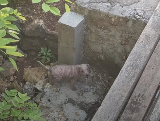 Woman Hears ‘Screams’ And Pulls Over To Find Pink, Wrinkly Baby In A Ditch