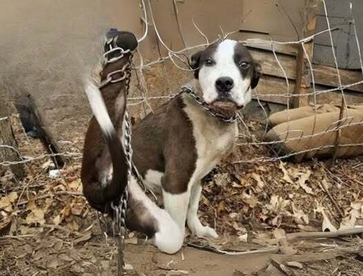 The Puppy Was Tied Up and Unable to Defend Itself, Inexpressibly Suffering, Begging to Be Freed