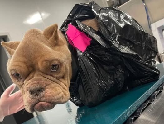 💔 TRAGIC IMAGES: Dog Found Taped in a Bag and Left for Dead—A Call for Justice!