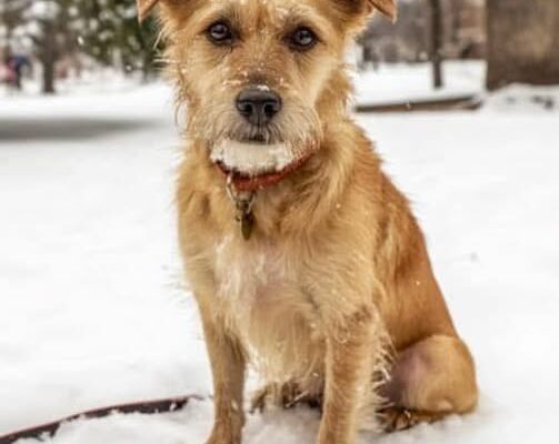 The story of an older dog who finally found a home after a lifetime of waiting.