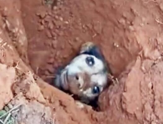 Flossie’s Great Escape: Terrier Rescued After Two Days Trapped in Rabbit Hole Adventure