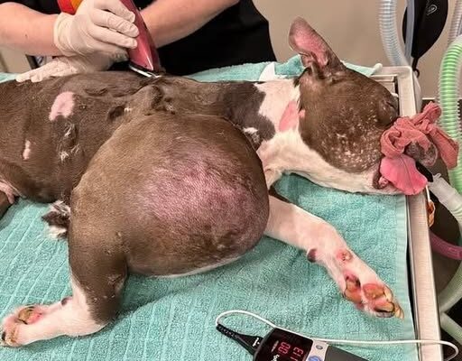 Pit bull with volleyball-sized tumor on her leg gets both good and bad news