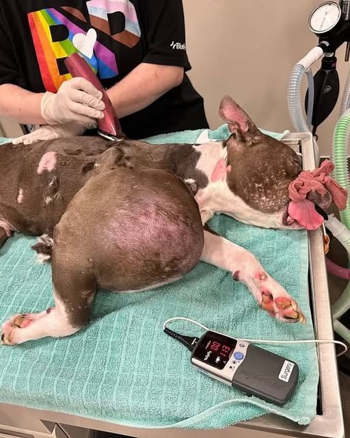Pit bull with volleyball-sized tumor on her leg gets both good and bad news