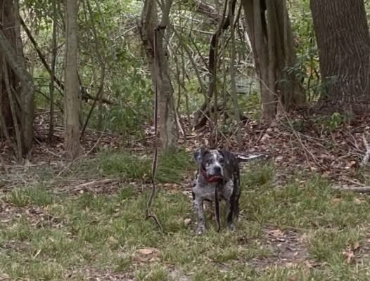 Rescuers Are Heartbroken To See A Sweet Face Tied Up Behind Cemetery