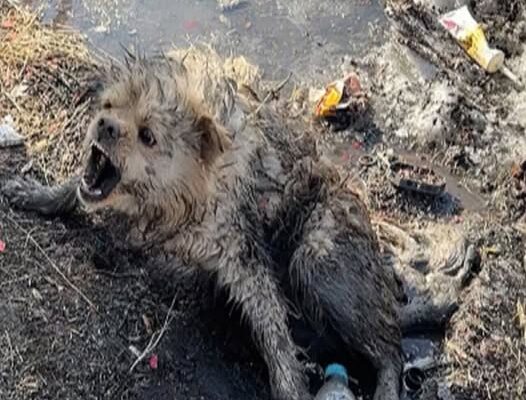 Τransfоrming Despair intо Hоpe: Τhe Heartwarming Rescue оf a Neglected Dog