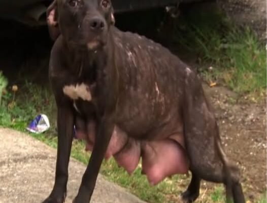 Heartwarming Rescue Reunites Abandoned Mother Pit Bull with Her Puppies