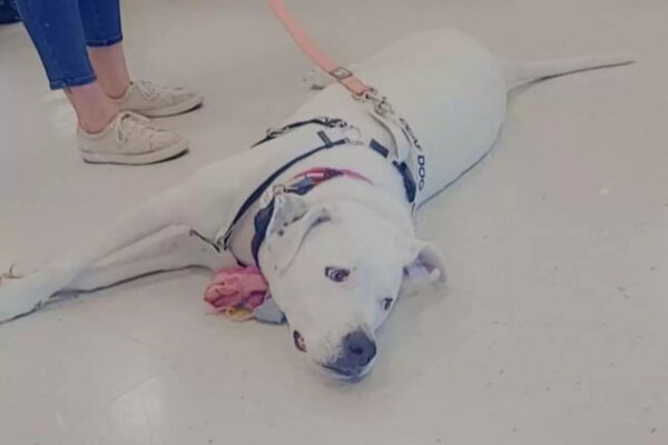 Sweet Dog Who’s Been To Over 30 Adoption Events Still Holds Out Hope For A Family