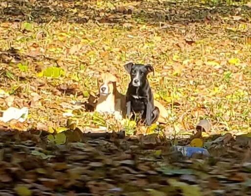 Electrician Working At Abandoned House Discovers 2 Friends Still Living There