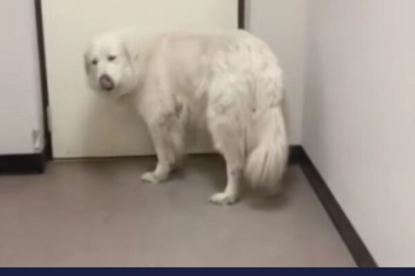 Surrendered Dog Waits At The Shelter Door In Hope That Her Family Would Return For Her