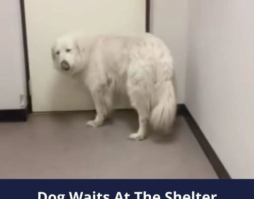 Surrendered Dog Waits At The Shelter Door In Hope That Her Family Would Return For Her