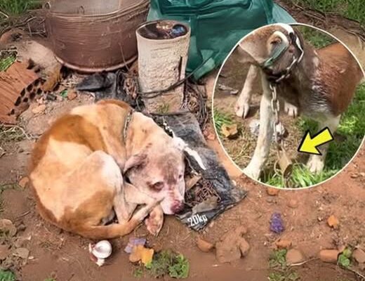 Chained and Helpless: Despite His Own Pain, He Begged to Save His Brother!
