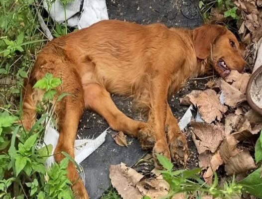 Community Unites in Urgent Race to Save Poisoned Dog’s Life
