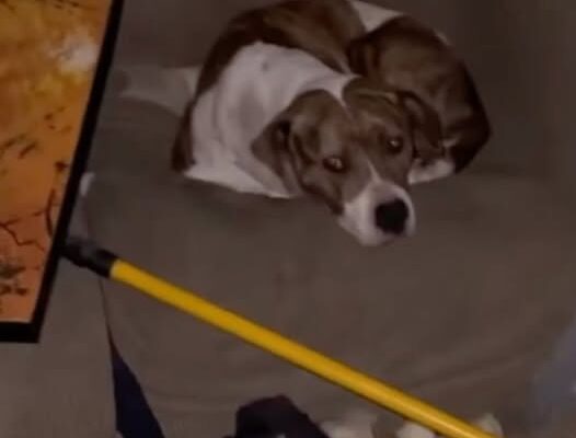 Rescuers Enter Abandoned House And See A Familiar Face Staring Back